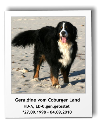 Geraldine vom Coburger Land        HD-A, ED-0,gen.getestet        *27.09.1998 - 04.09.2010