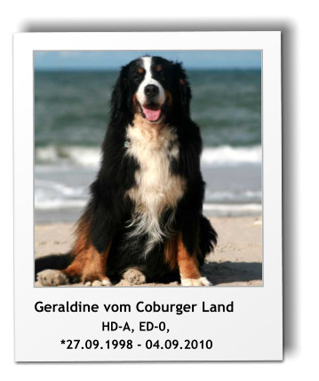 Geraldine vom Coburger Land                   HD-A, ED-0,         *27.09.1998 - 04.09.2010