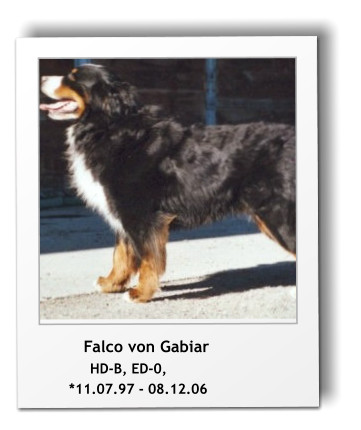 Falco von Gabiar             HD-B, ED-0,         *11.07.97 - 08.12.06
