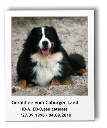 Geraldine vom Coburger Land        HD-A, ED-0,gen getestet         *27.09.1998 - 04.09.2010