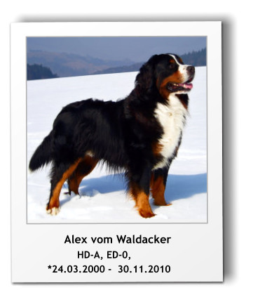 Alex vom Waldacker                  HD-A, ED-0,         *24.03.2000 -  30.11.2010