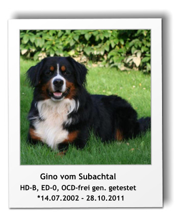 Gino vom Subachtal HD-B, ED-0, OCD-frei gen. getestet         *14.07.2002 - 28.10.2011