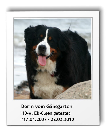 Dorin vom Gnsgarten       HD-A, ED-0,gen getestet        *17.01.2007 - 22.02.2010