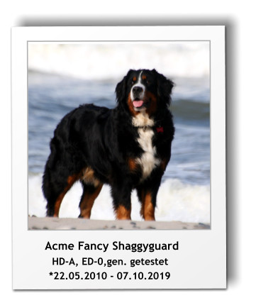 Acme Fancy Shaggyguard         HD-A, ED-0,gen. getestet         *22.05.2010 - 07.10.2019