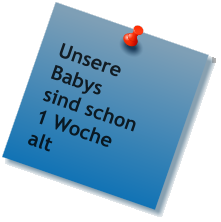 Unsere Babys  sind schon 1 Woche alt