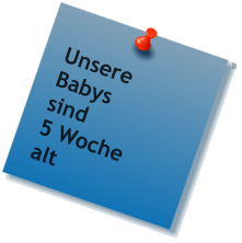 Unsere Babys  sind 5 Woche alt