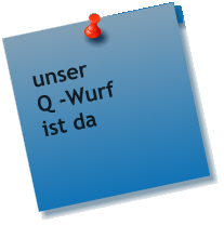 unser Q -Wurf ist da