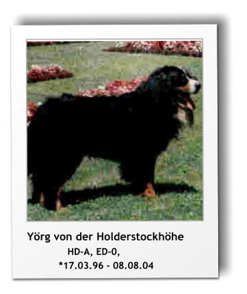 Yrg von der Holderstockhhe               HD-A, ED-0,             *17.03.96 - 08.08.04